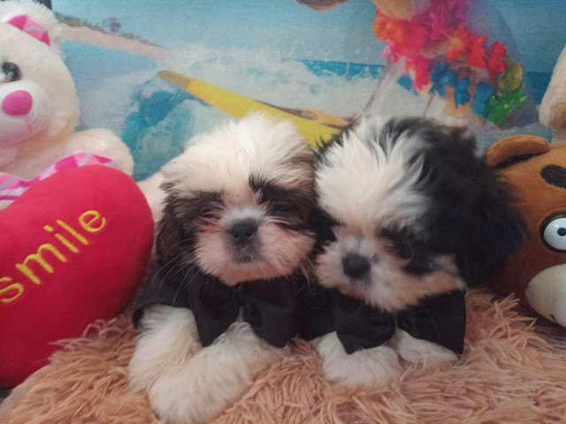 OS MAIS LINDOS FILHOTES - BERÇARIO AMOR DE BIXO - Foto 3