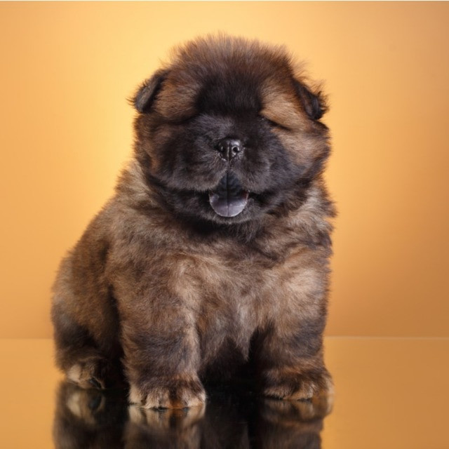 Chow-Chow a Pronta Entrega - Foto 4