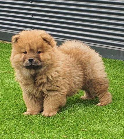 Chow-chow laranjinha/creme e pretinho, machos e femeas - Foto 2