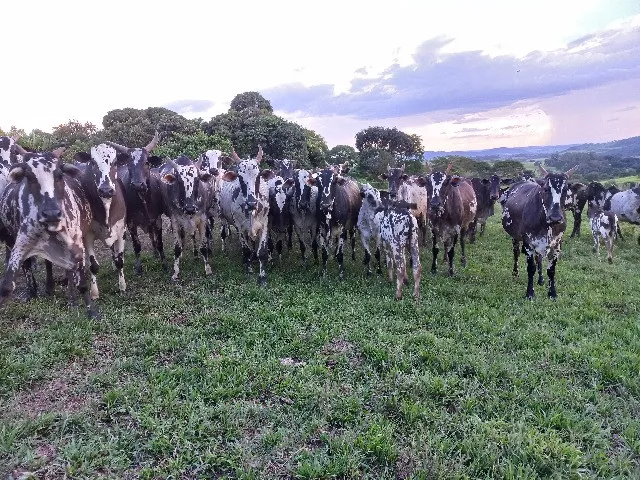 Vacas Nelore Pintada preço R$ 5.700,00