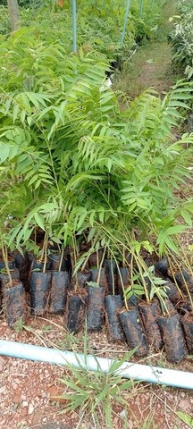 Mudas Nativas do Cerrado ( reflorestamento) - Foto 4