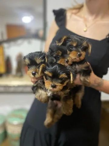  Lindos bebês de yorksharie