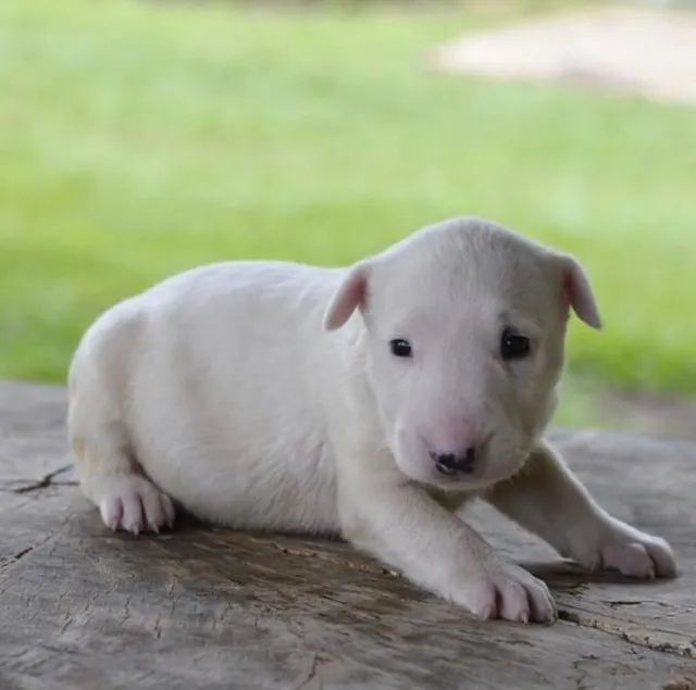Filhotes bullterrier raça pura! (11) 99.97.86-648- vacinados e com garantias