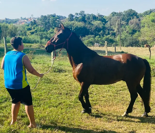 Traia de cavalo  +63 anúncios na OLX Brasil