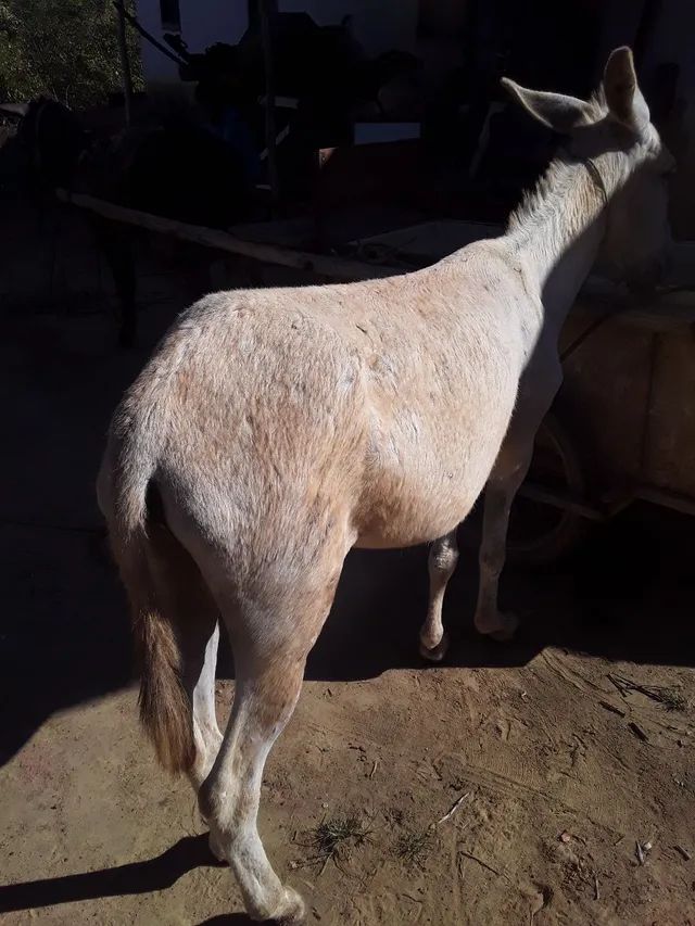 Três jumentas e a carrocinha pra vender - Foto 4
