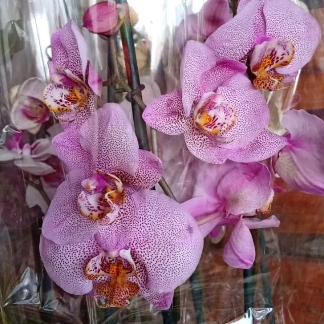 Orquídeas Naturais para Presente - Fazemos Entregas