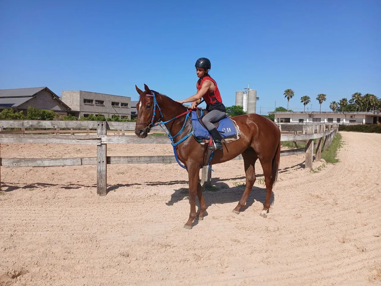 Lindo cavalo PSI pra qualquer  modalidade   - Foto 2
