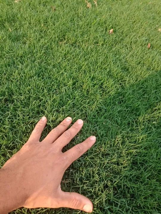 Grama de alta qualidade faça seu orçamento  - Foto 4