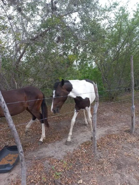 Potros com registro provisório  - Foto 2
