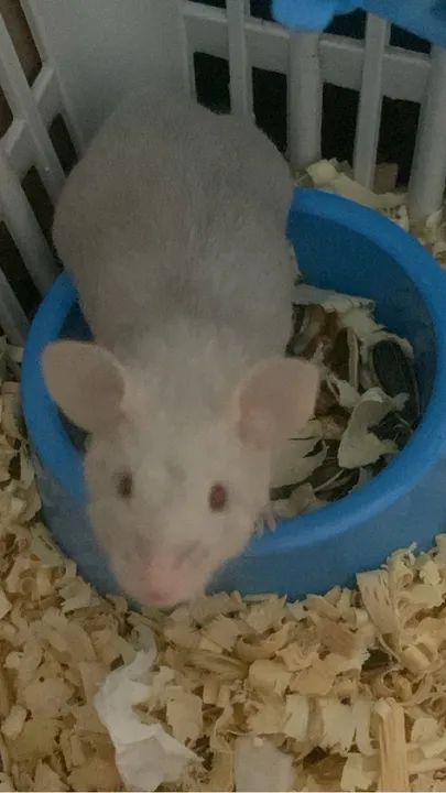 Camundongo Gaiola incluso etc - Foto 3