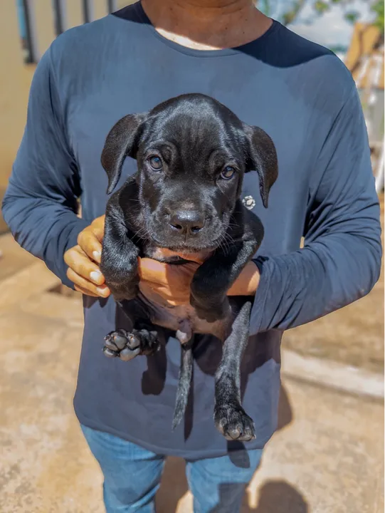 Filhotes Cane Corso Puros - Linhagem Superior
