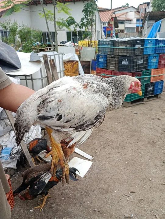 Vendo frangos e frangas caipiras 