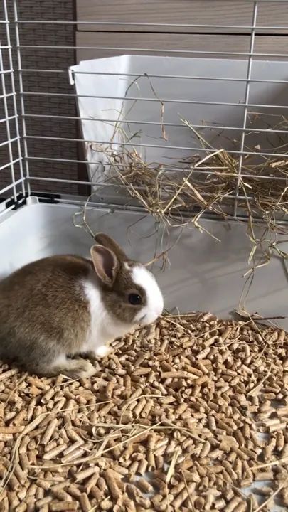 Coelho netherland filhote - Foto 4
