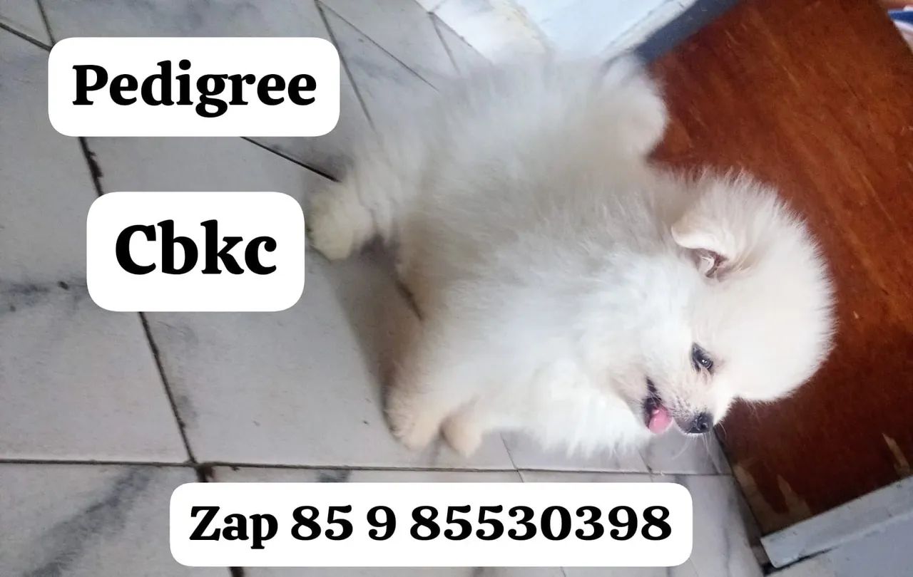 Vendo lindo com pedigree cbkc - Foto 2