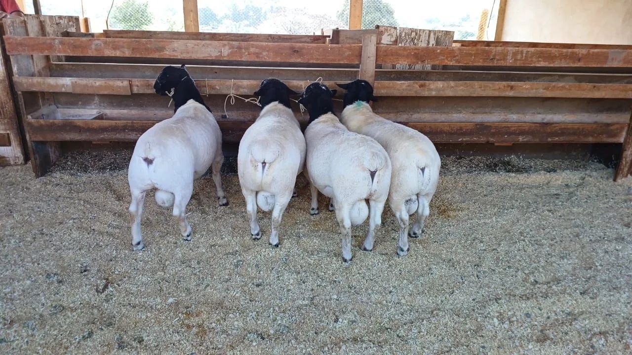 Venda de Carneiros e ovelhas e consultoria - Foto 2