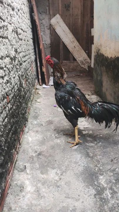 Galos - Adulto 300 cada - Foto 2