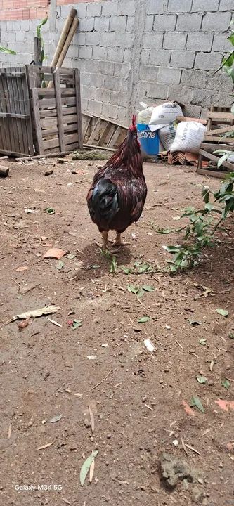 Galinhas poedeiras - Rodhia Islan Red - Foto 4