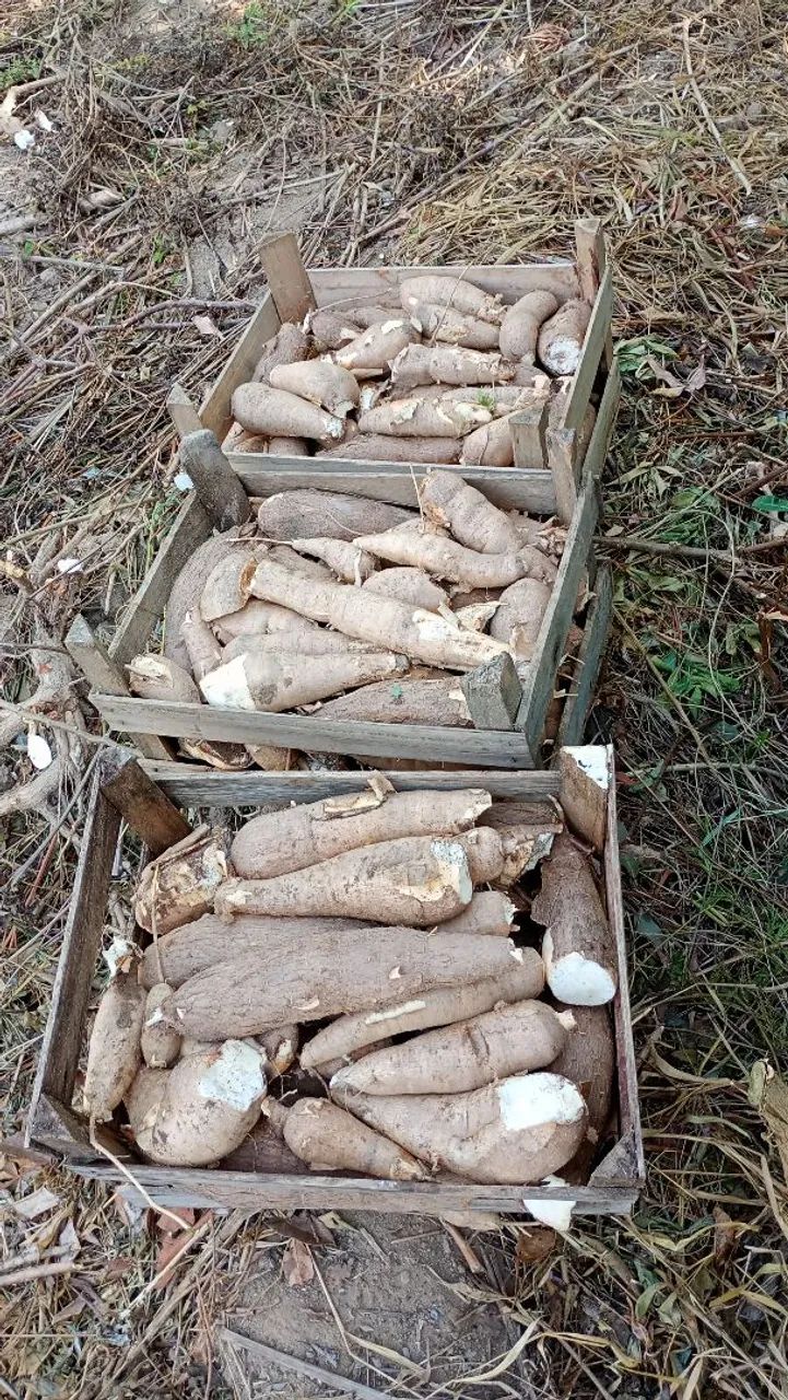 Vende se mandiocas fresca - Foto 3