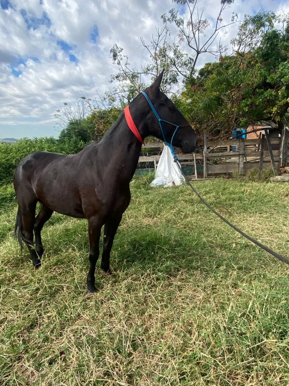 Egua Preta