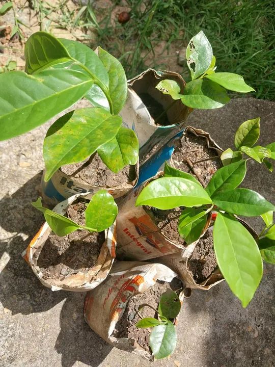 Araticum (Vendo cinco mudas de Marolo)