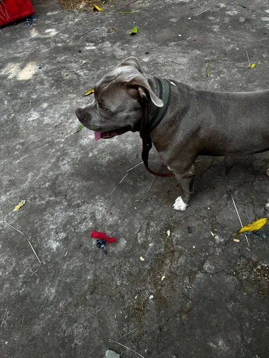 Pitbull disponível para cobertura,procura uma namorada  - Foto 4