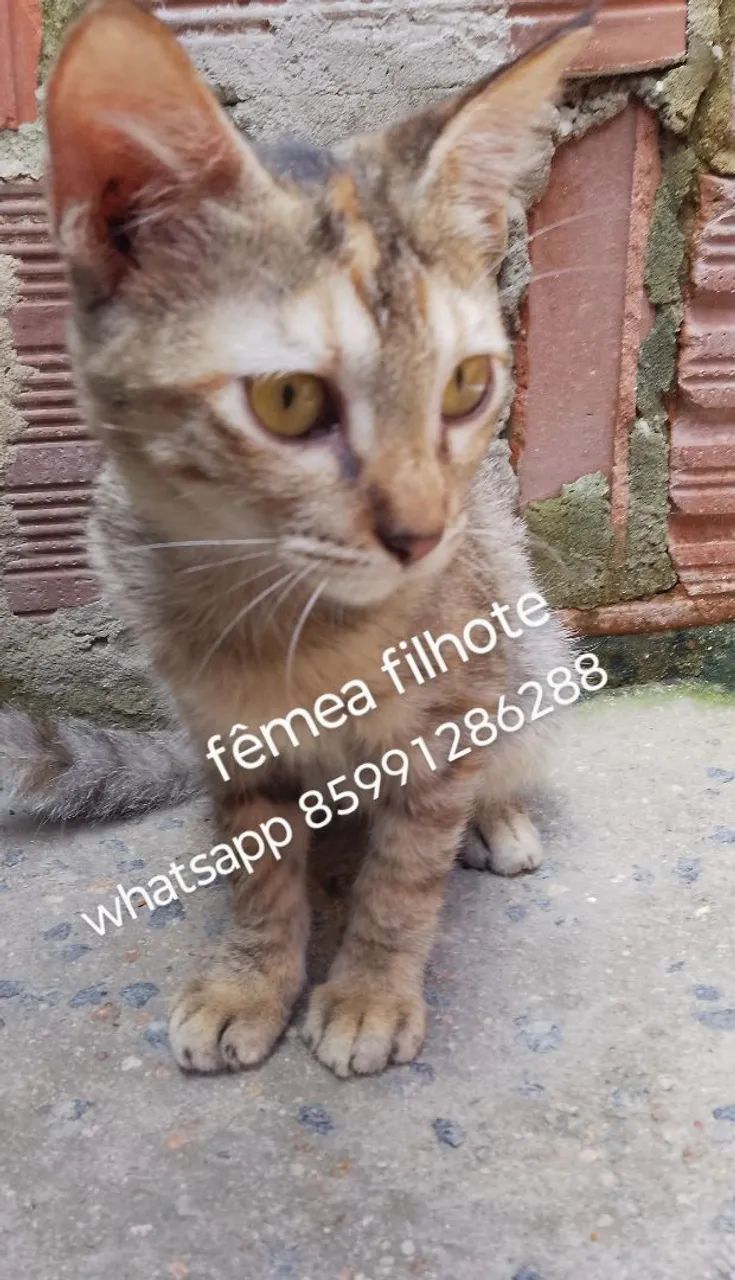 Gatinhos pra adoção 