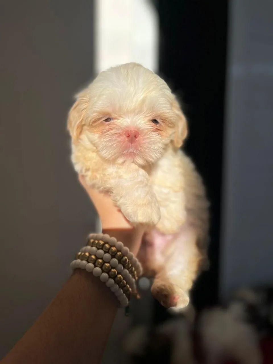 Shih tzu exotico todo vacinado 1 ano - Foto 2