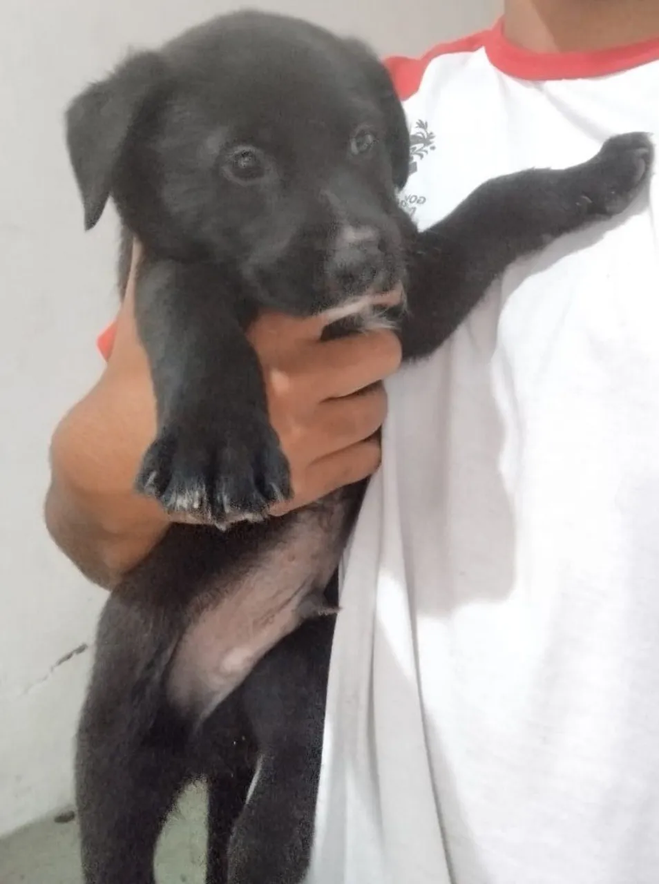 Filhote de cachorro preto