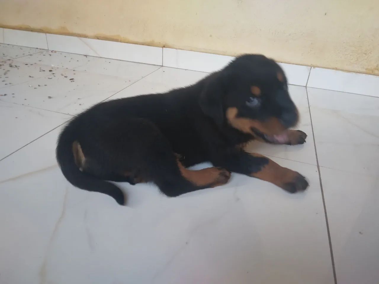 Rottweiler fêmea  - Foto 4