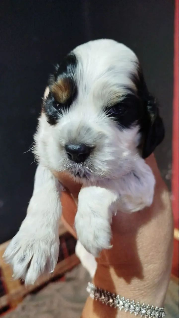 Filhotes Cocker Spaniel ingles, machinhos e fêmeas  - Foto 5