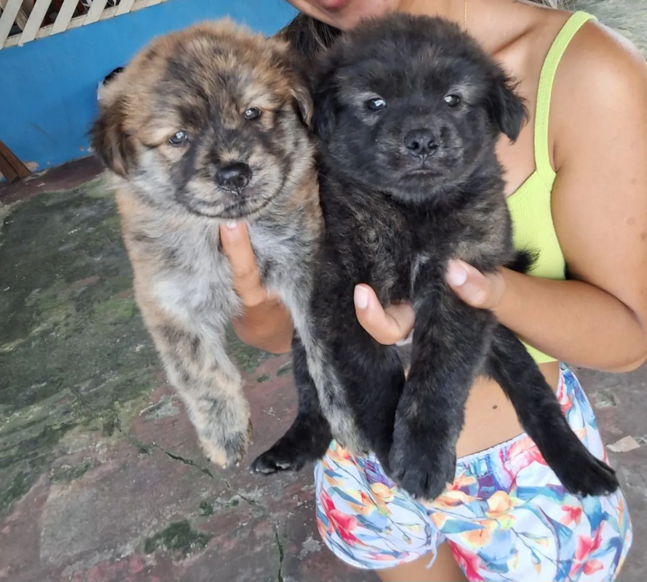 Dois filhotes de chow chow valor bem acessível para vender logo