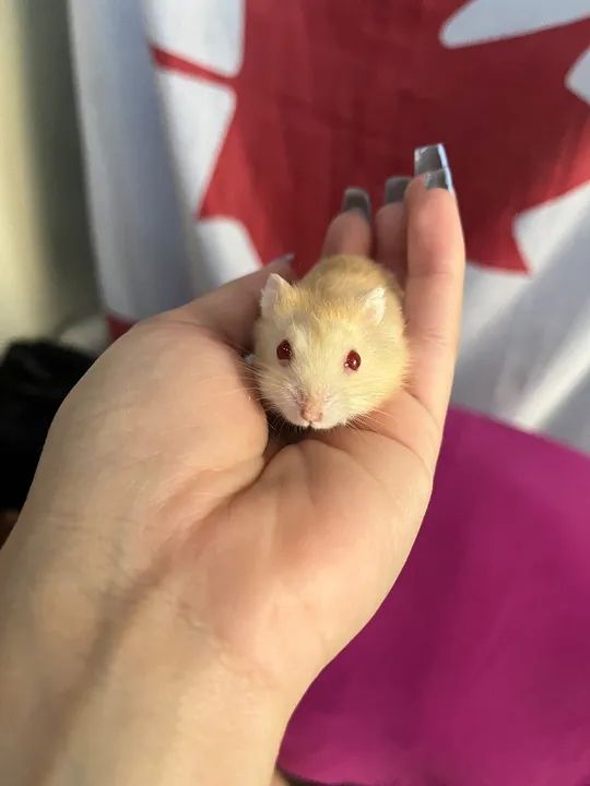 Doando hamster  - Foto 3