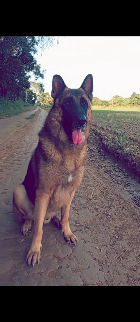 Duas adoráveis Pastores Alemães