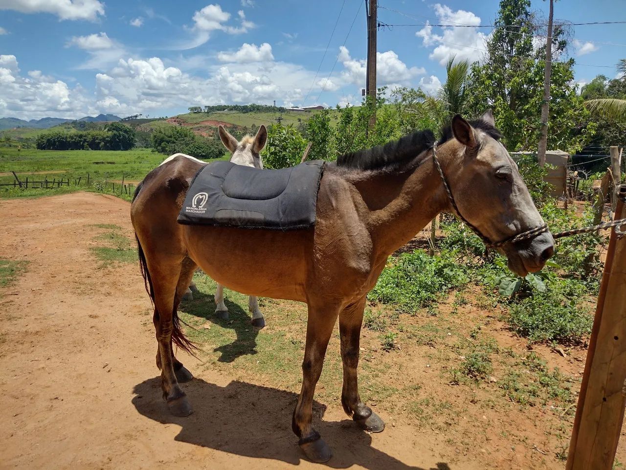 Égua marcha picada de confiança para criança  - Foto 2
