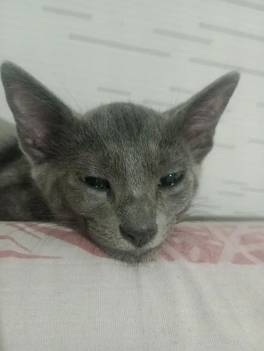 Gatinhas para adoção responsável