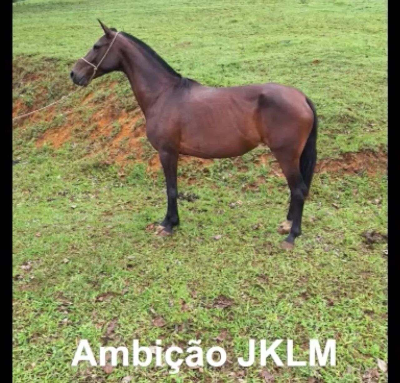 Éguas MANGALARGA MARCHADOR  - Foto 2