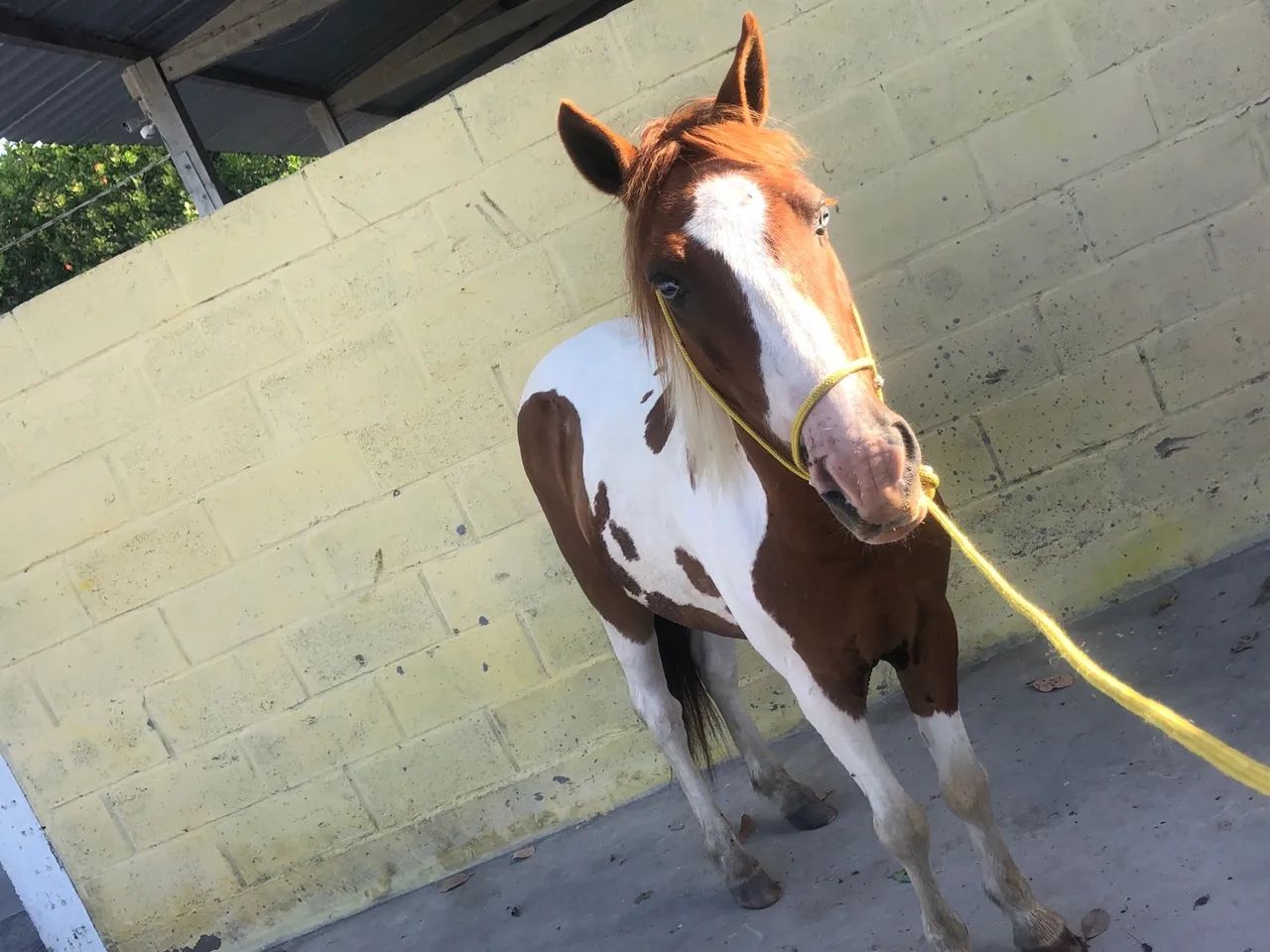 Piquira pampa de castanho /Picado - Foto 6