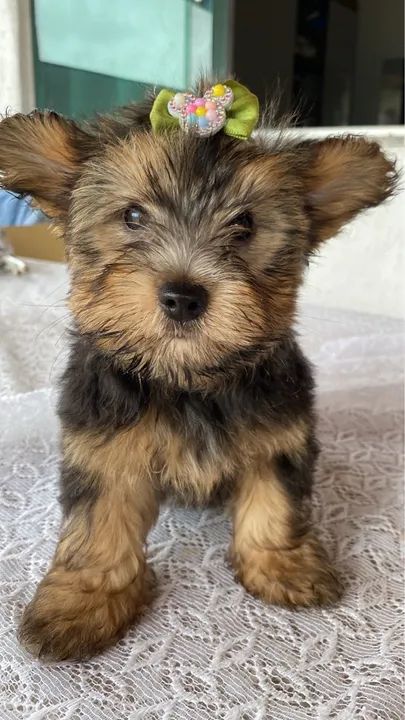 Yorkshire Terrier Fêmea - Foto 5