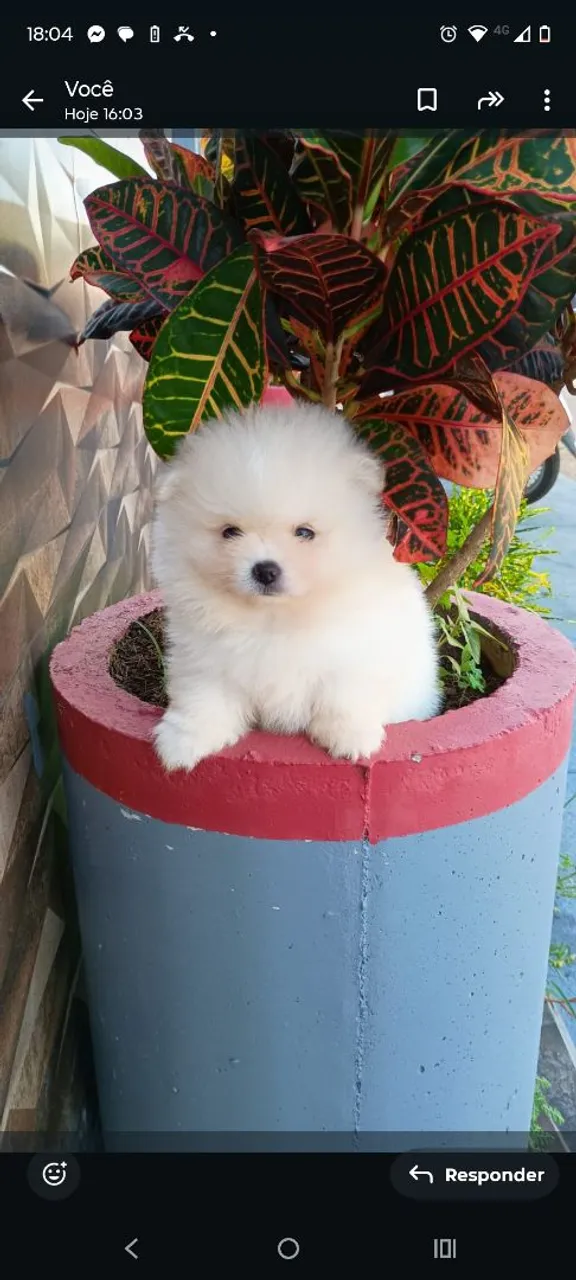 Filhote de Spitz Alemão - Pelúcia de 4 Patas!