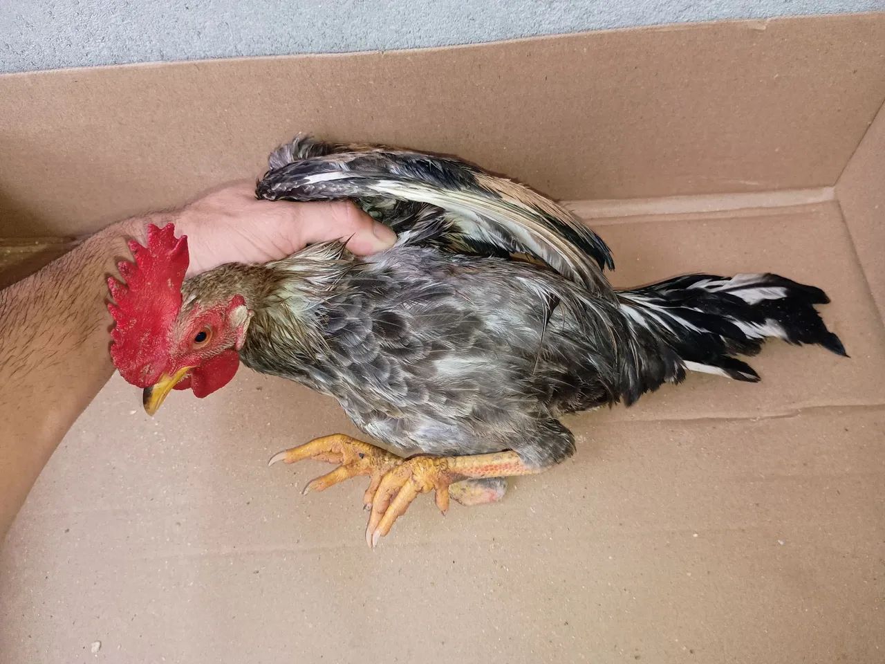 Franguinhos mestiços  - Foto 4