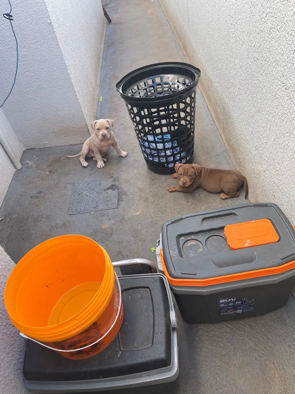 Filhote American Bully