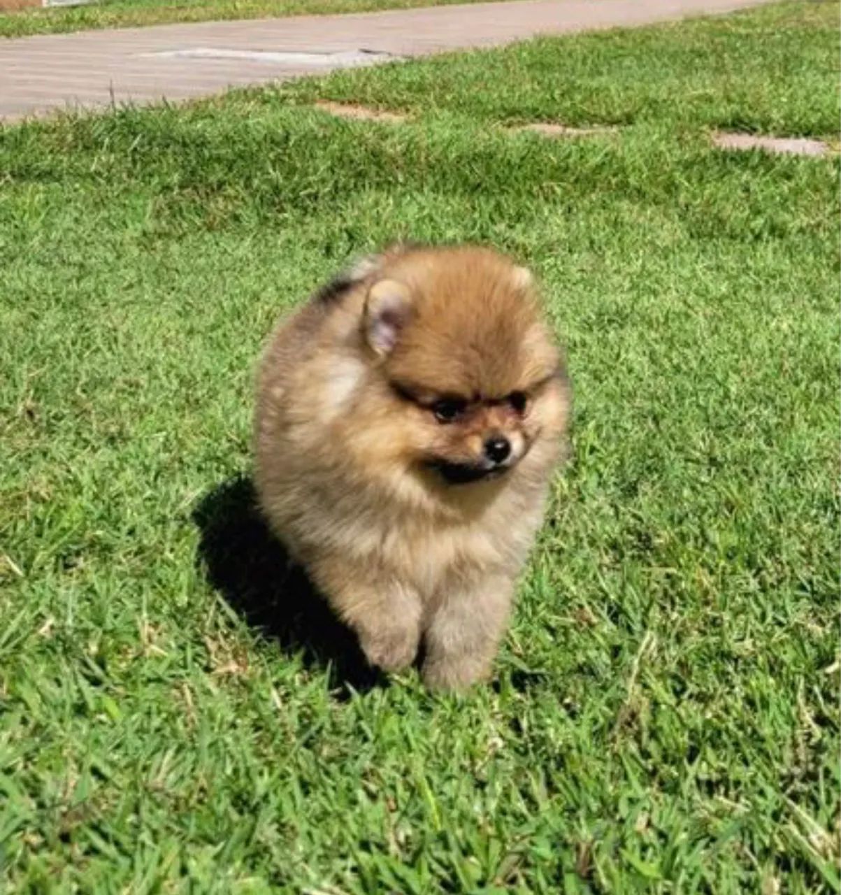 Spitz alemão ( restam apenas 2, um macho e uma fêmea  - Foto 4