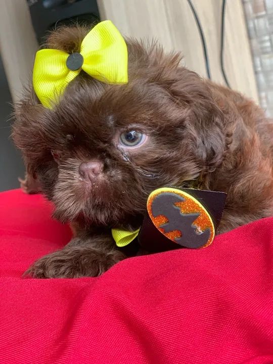 SHITZU MACHO LINHAGEM CHOCOLATE - Foto 3