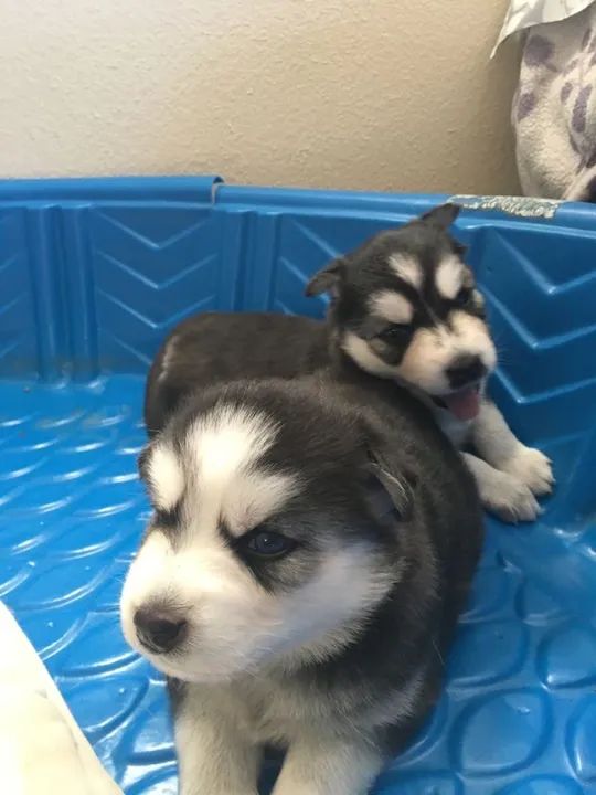 Husky Siberiano Dentro Do Balde Azul