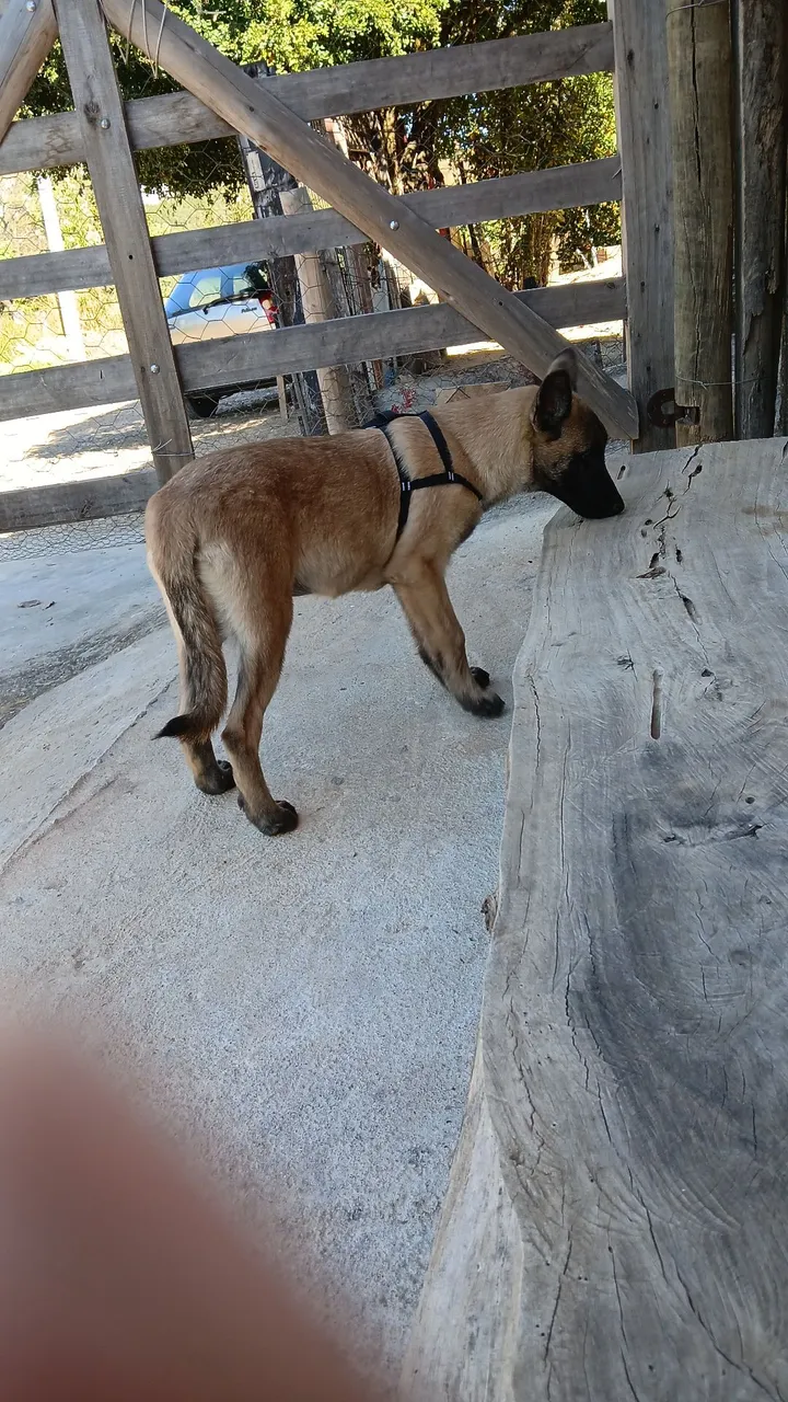 Filhote de Pastor Belga Malinois para adoção