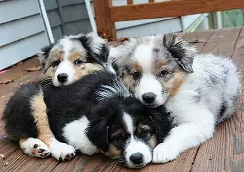 Border Collie: Inteligência à flor da pele: um filhote Border Collie para chamar de seu!