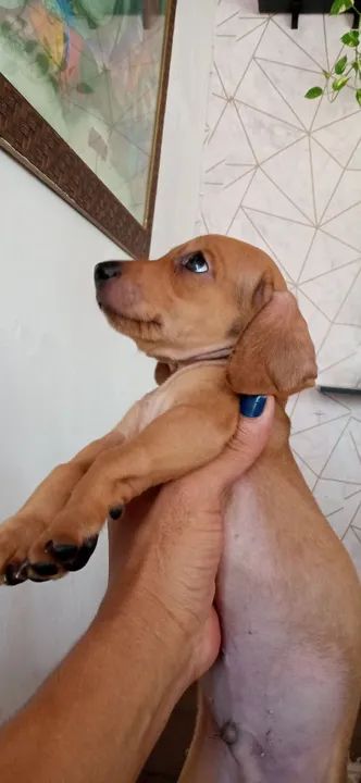 Filhote de Dachshund  - Foto 3
