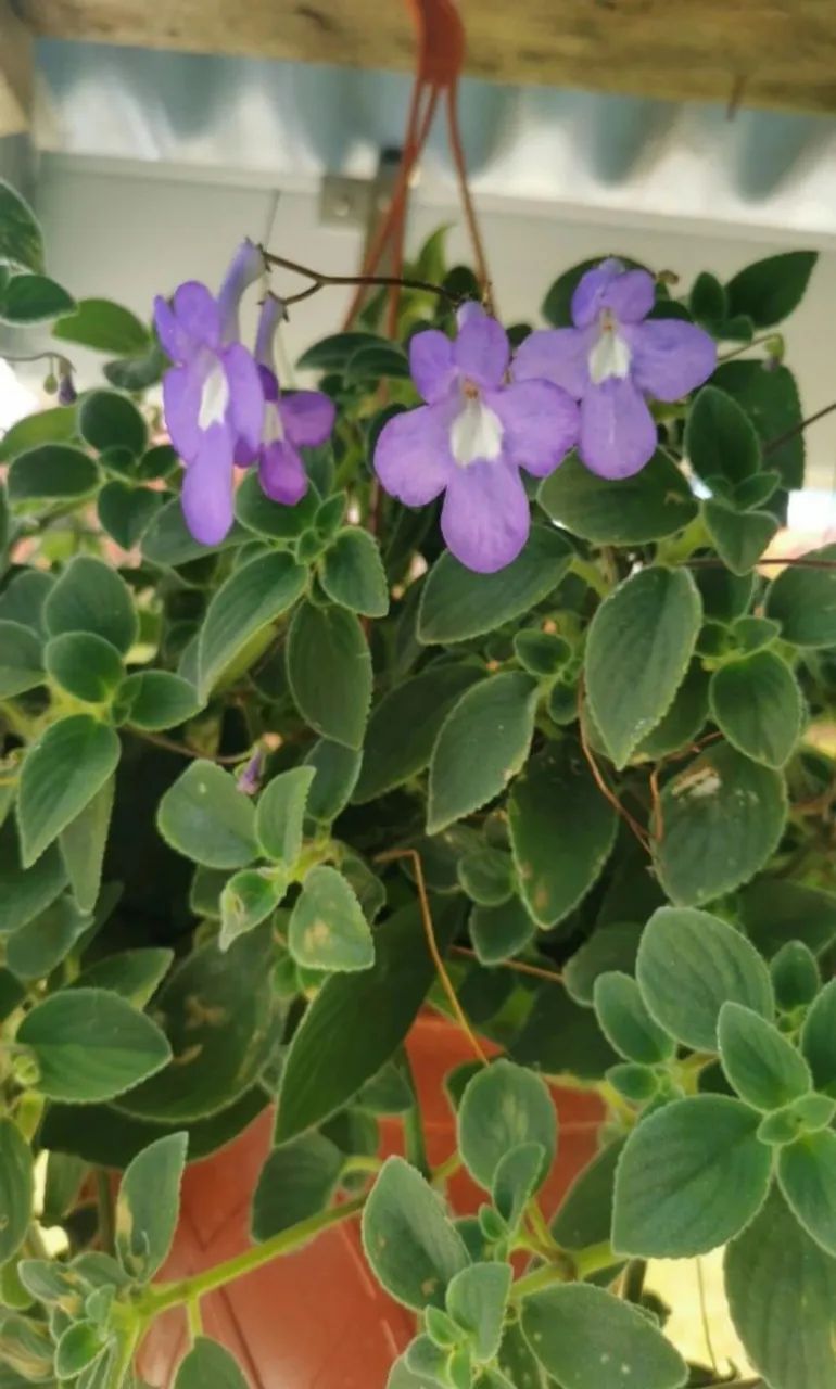 Mudas Violeta Africana azul   - Foto 4