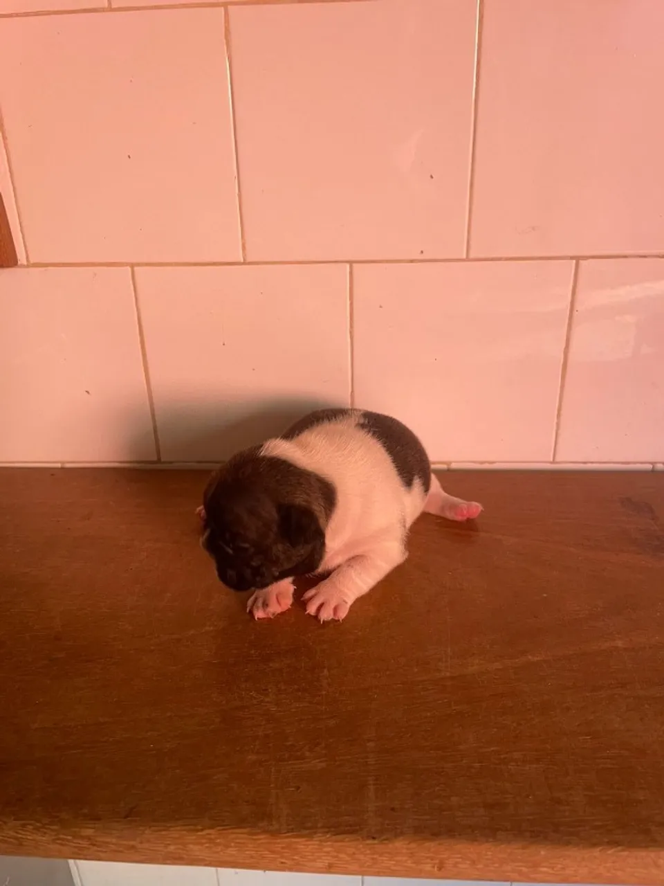 Filhote de Bulldog Francês