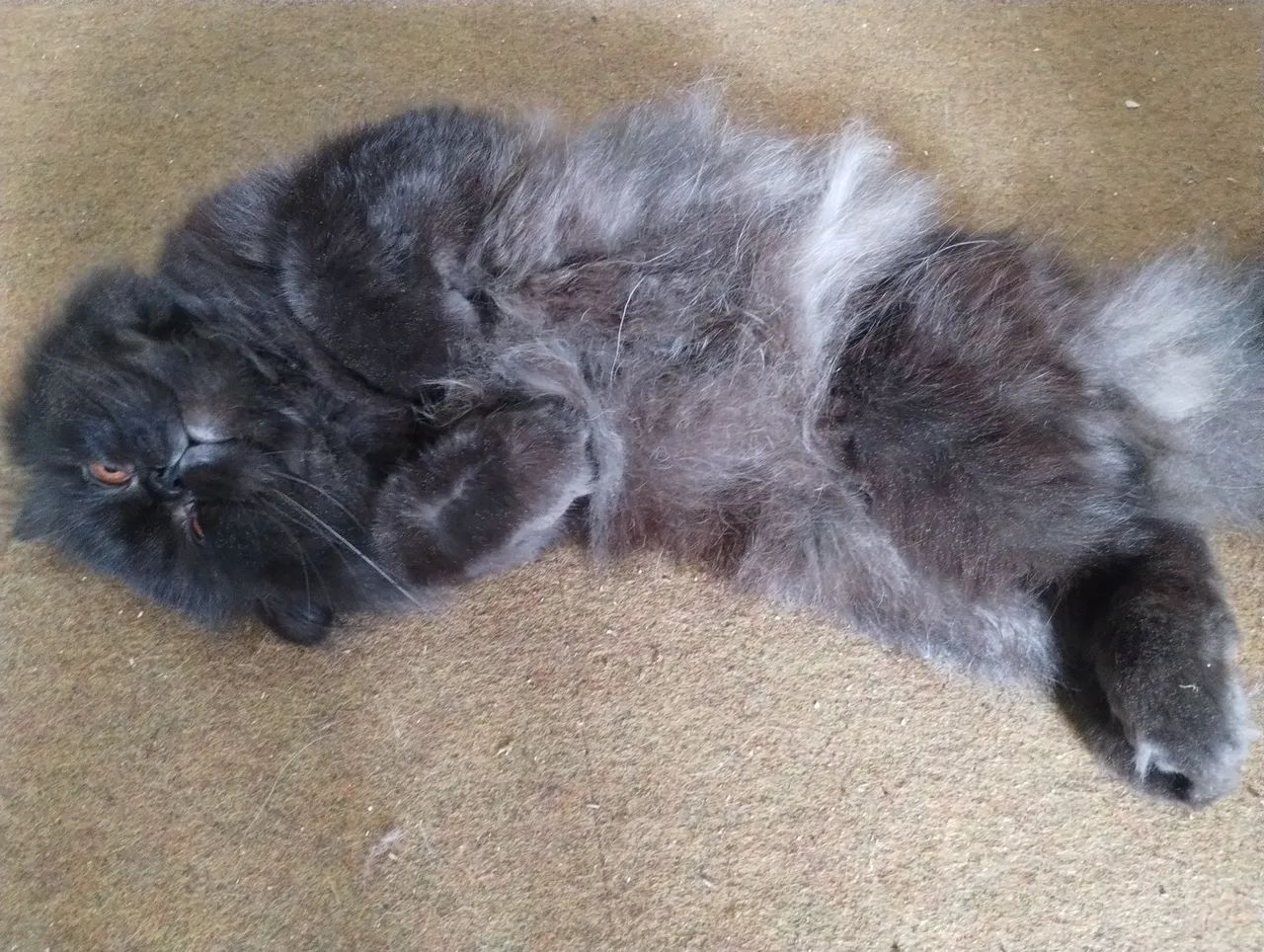 Gato persa  - Foto 2